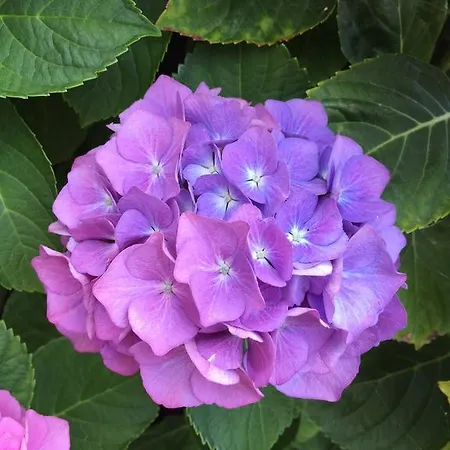 Le Ghiaie Relax Portoferraio